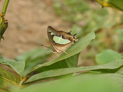 Polyura agraria
