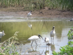 Threskiornis melanocephalus