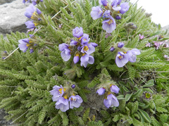 Polemonium elegans