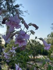 Podranea