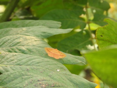 Striglina
