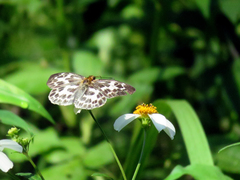 Abraximorpha davidii