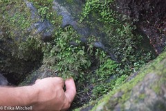 Thamnobryum alleghaniense