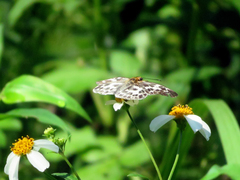 Abraximorpha davidii