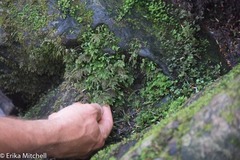 Thamnobryum alleghaniense