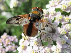 Ectophasia crassipennis