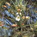 Eremophila oppositifolia - Photo (c) Reiner Richter, algunos derechos reservados (CC BY-NC), uploaded by Reiner Richter