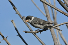 Sporophila albogularis