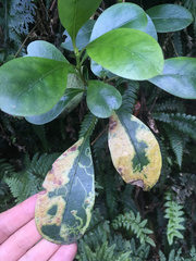 Corythoxestis zorionella