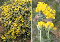 Lotononis involucrata
