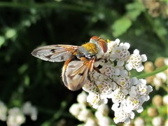 Ectophasia crassipennis