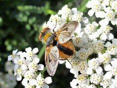 Ectophasia crassipennis