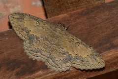 Feigeria xylia