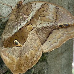 Eryphanis