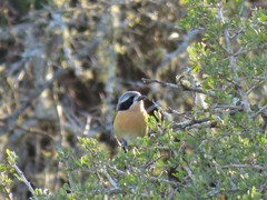 Telophorus olivaceus