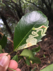 Eumetriochroa panacivermiforma