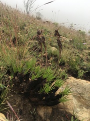 Aloe chortolirioides