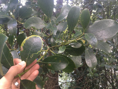 Corythoxestis zorionella