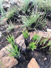 Aloe chortolirioides