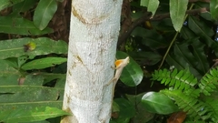 Anolis stratulus