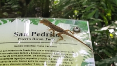 Anolis stratulus