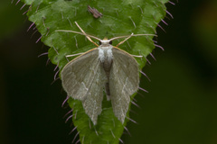 Maxates melancholica