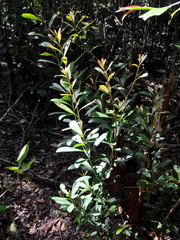 Tristaniopsis merguensis