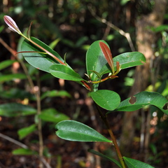 Tristaniopsis merguensis