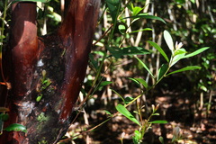 Tristaniopsis merguensis