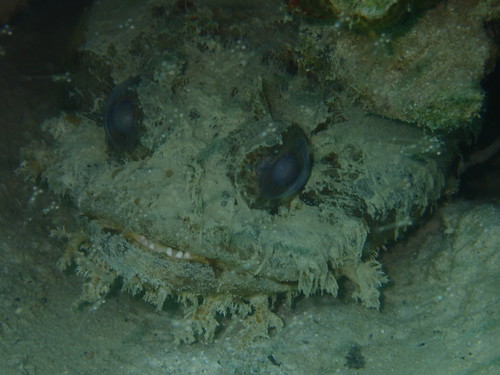 Bocon toadfish (Amphichthys cryptocentrus) — Batrachoididae — 3