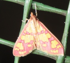 Stenochora lancinalis