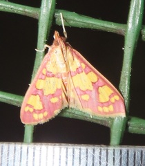Stenochora lancinalis
