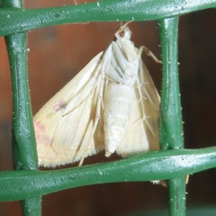 Stenochora lancinalis