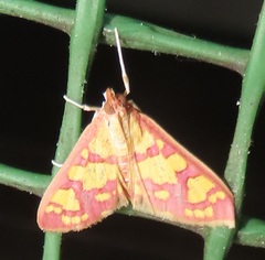 Stenochora lancinalis