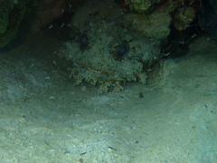 Amphichthys cryptocentrus