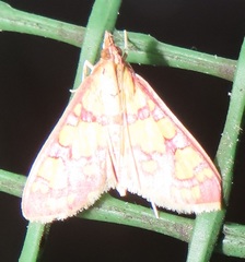 Stenochora lancinalis