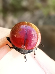 Melasomoptera