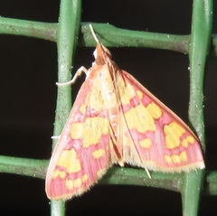 Stenochora lancinalis