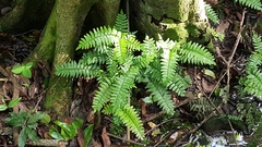 Adiantum latifolium