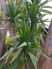 Dracaena steudneri