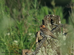 Alopochelidon fucata