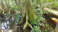 Pterocarpus officinalis