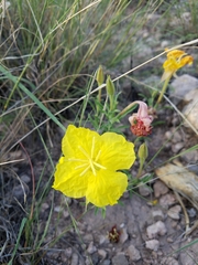 Calylophus