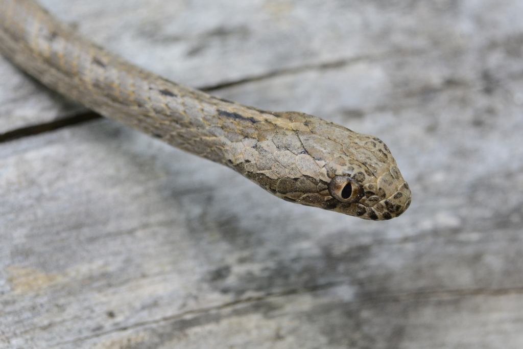 Thamnodynastes sertanejo
