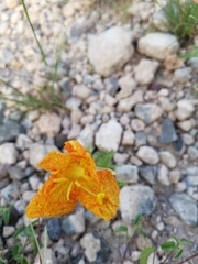 Calylophus
