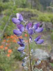 Lupinus arcticus