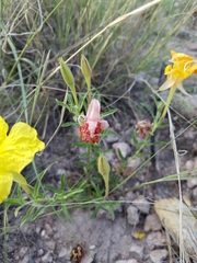 Calylophus
