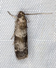 Lasiosticha canilinea