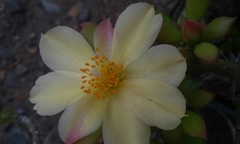 Pereskiopsis blakeana