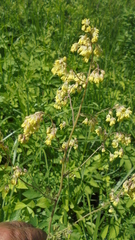 Thalictrum simplex